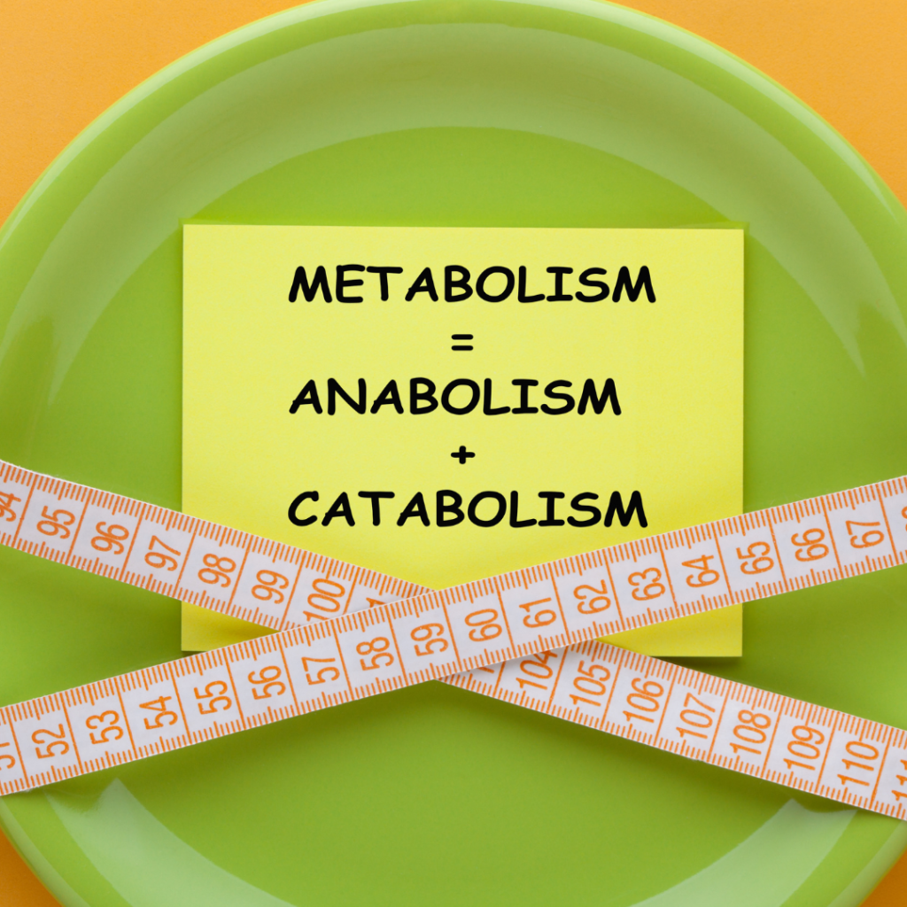 Metabolismo e Emagrecimento – Parte 1: O que é o metabolismo e por que é diferente para cada pessoa?